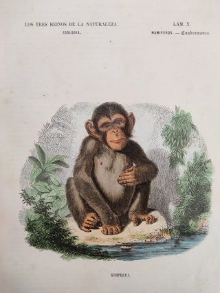 Libro antiguo grabados
