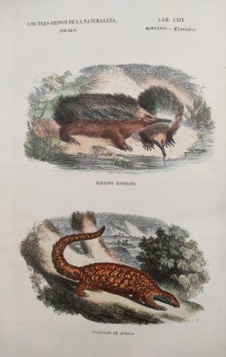Libro antiguo grabados