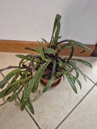 Vendo pianta adulta scilla violacea vaso d.12cm