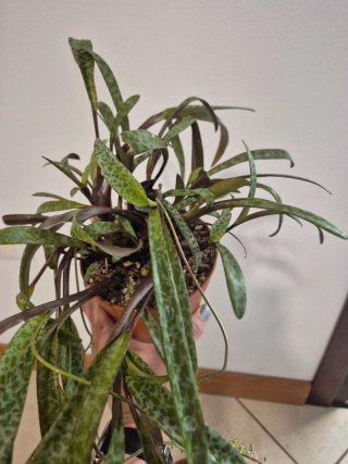 Vendo pianta adulta scilla violacea vaso d.12cm