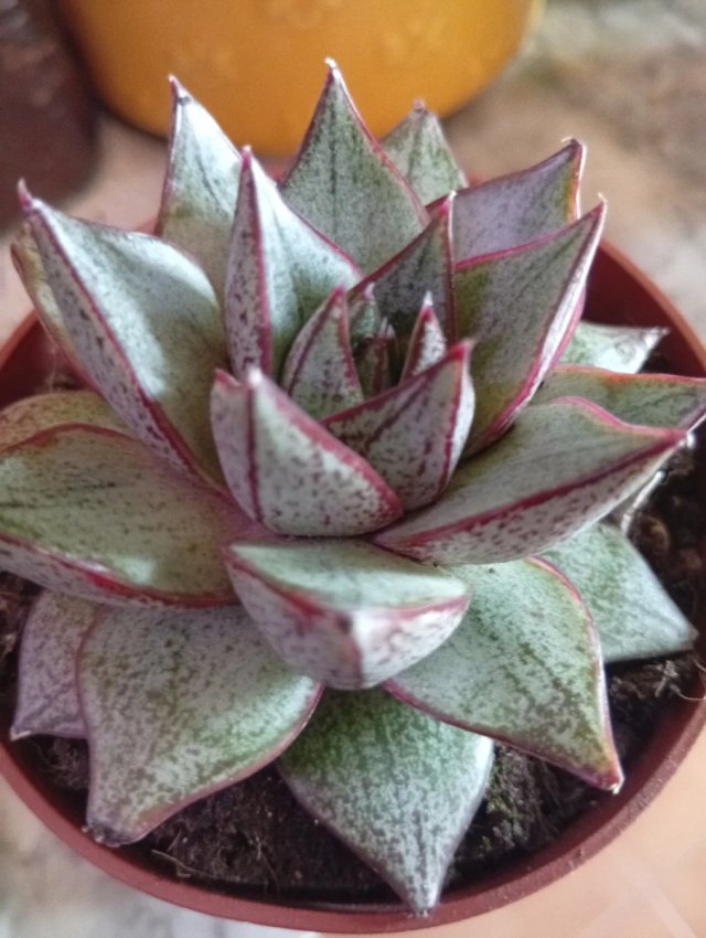 Echeveria agavoide Dionisio