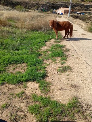 Silla de montar para poni con poni incluido
