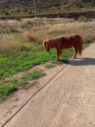 Silla de montar para poni con poni incluido