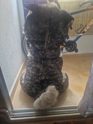 Peluche Husky Sultan