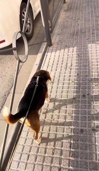 Cuido de pets con amor y experiencia