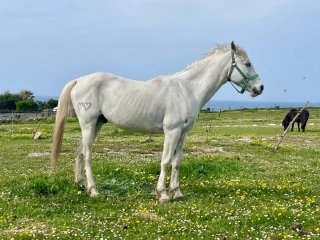 Caballo blanco mestizo 16 años