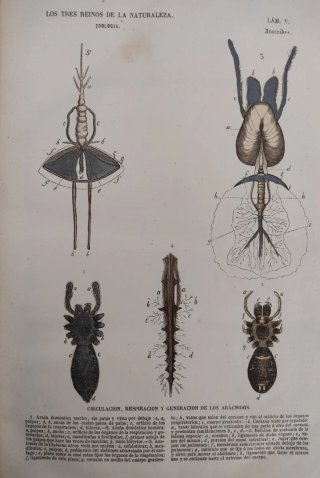 Libro antiguo grabados