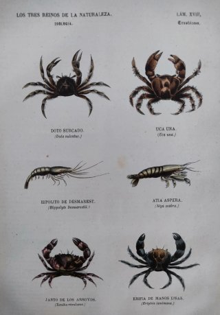 Libro antiguo grabados