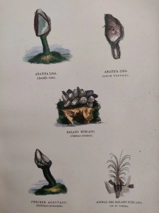 Libro antiguo grabados