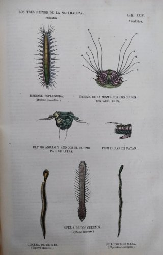 Libro antiguo grabados