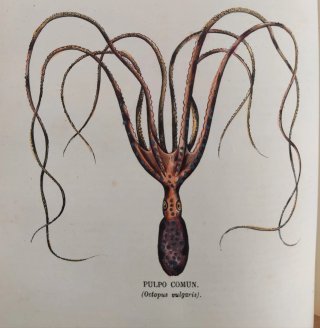 Libro antiguo grabados