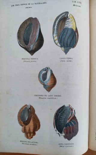 Libro antiguo grabados