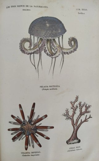 Libro antiguo grabados