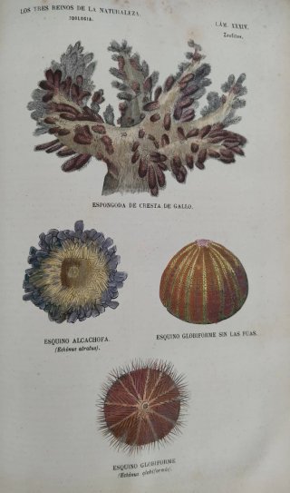 Libro antiguo grabados