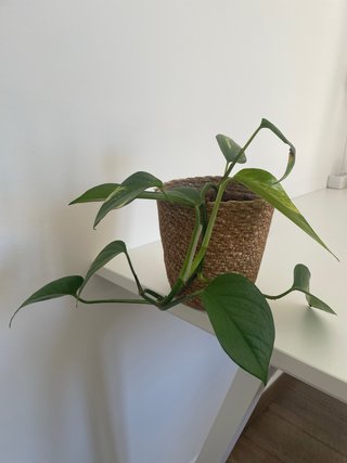 Pothos (Epipremnum aureum) en maceta de yute