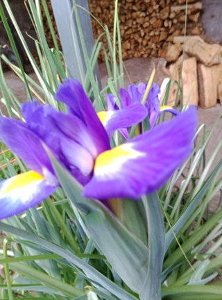 Rizoma de Iris Morado