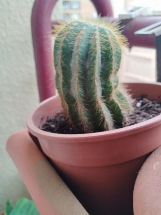 Cactus Notocactus en maceta