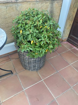 Macetas de mimbre para jardín