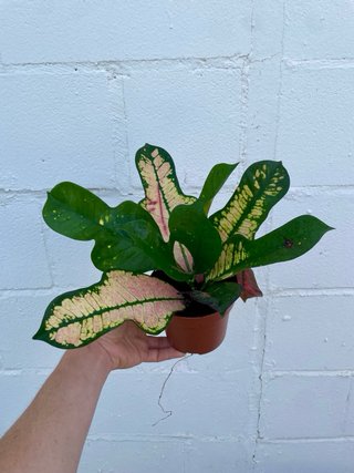 Planta de interior Crotón Variegado