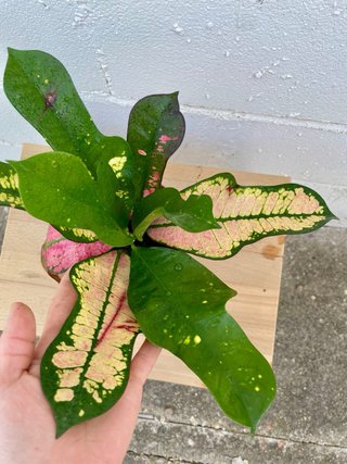 Planta de interior Crotón Variegado