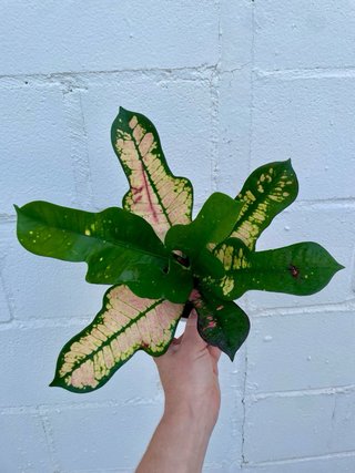 Planta de interior Crotón Variegado