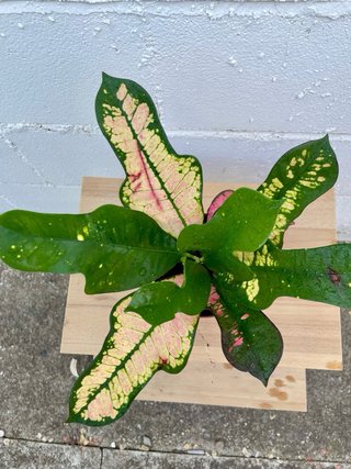 Planta de interior Crotón Variegado