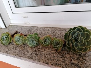 Crasa, Echeveria Roseta de Alabastro