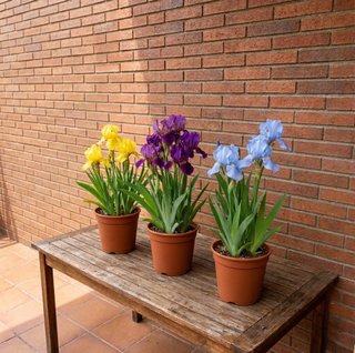 Planta Flor Iris - Últimas 3 Unidades