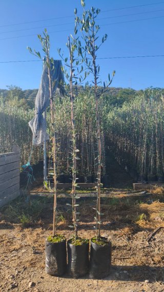 Olivos Picual en Maceta