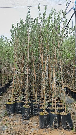 Olivos Picual en Maceta