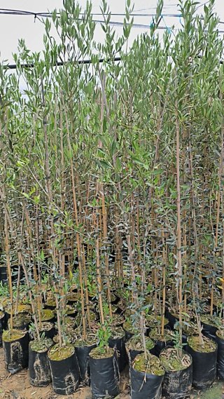 Olivos Picual en Maceta