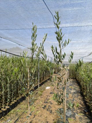 Olivos Picual en Maceta