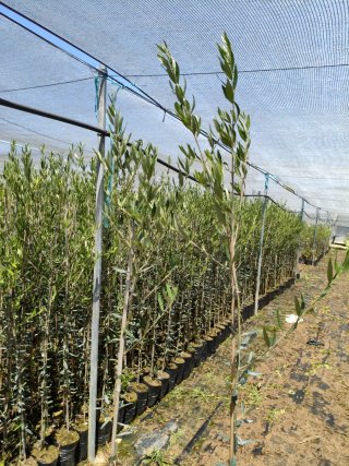 Olivos Picual en Maceta