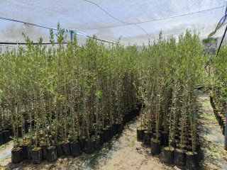 Olivos Picual en Maceta