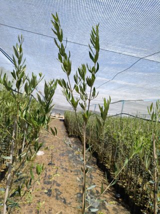Olivos Picual en Maceta