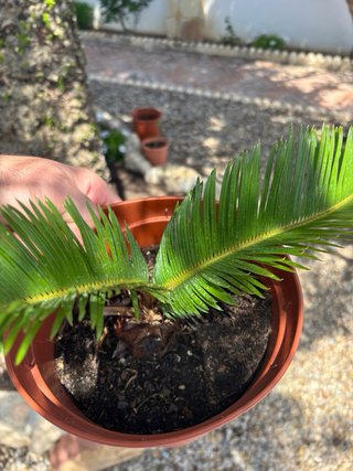 Cyca revoluta planta