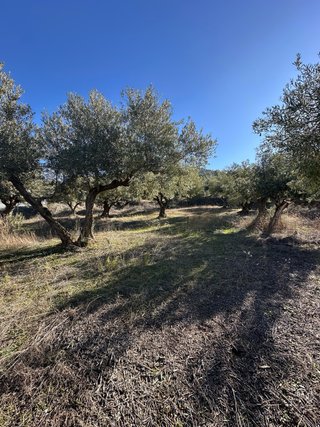 Finca de regadío en Cogollos
