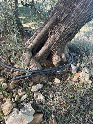 Finca de regadío en Cogollos