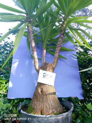 Palmeras de yuca