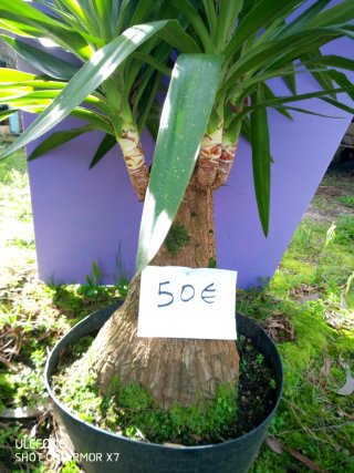 Palmeras de yuca