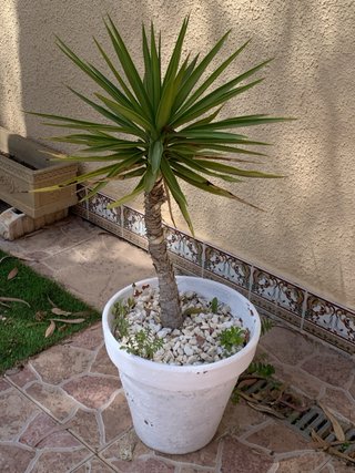 Plantas de palmera en maceta