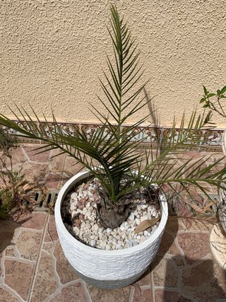 Plantas de palmera en maceta