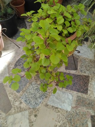 Planta Cinta y Planta del Dinero,cada una 8 Eu.