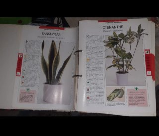 Plantas en Casa Colección Completa OrbisFabbri