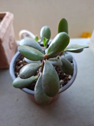 Crassula ovata in vaso 9cm