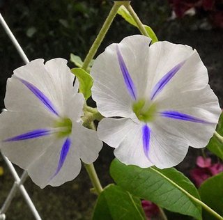 Semi Ipomoea Starshine Luminosa