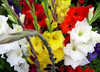 Gladioli MIX - 6 bulbi