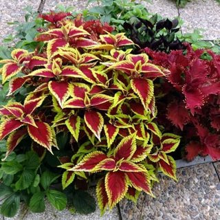 Mix Piante Coleus Foglie Colorate