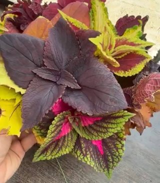 Mix Piante Coleus Foglie Colorate
