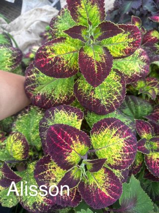 Mix Piante Coleus Foglie Colorate